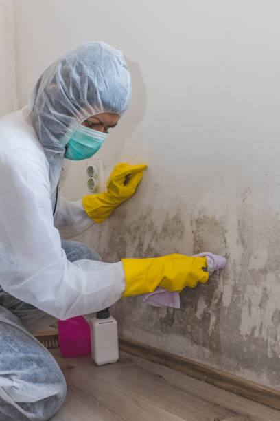 Best Airborne Mold Testing  in Graysville, AL