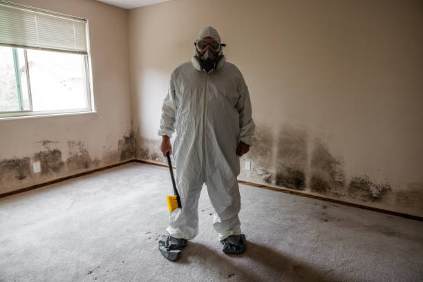 Mold Removal for HVAC Installations in Graysville, AL